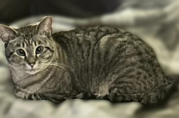 Lost cat, Haley Renee Drive, Greenbrier, Arlington - female, blue eyes, declawed - photo