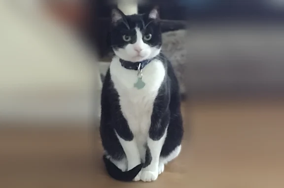 Lost cat, Dream Lane, 6377, Watauga, Watauga - male, wearing a harness and a flea collar - photo