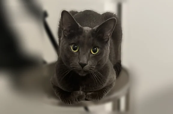 Lost cat, Tabor Street, 5156, Wheat Ridge, Wheat Ridge — female Russian Blue with a black collar - photo