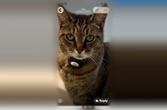 Missing cat Weston, photo: Lost cat, Water Point, 548, Weston - friendly, small scar under his left eye/nose area