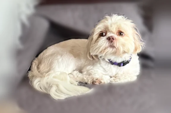 Lost dog, Longmont Park Lane, Texas, San Antonio - female Shih Tzu with a collar - photo