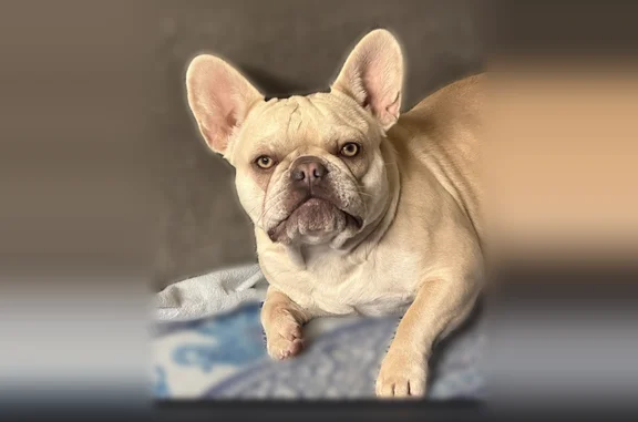 Chien perdu femelle, Rue Eugène Varlin, 16 Bis, Le Blanc-Mesnil - toute crème, pucée - photo