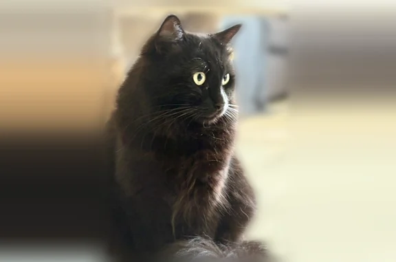 Chat perdu, Mussig, photo: Chat perdu mâle, Rue Barthélémy Delespaul, Lille - mi-agora, non identifié