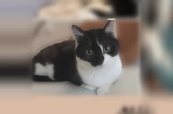 Chat perdu femelle, Boulevard de Bapaume, 58, Amiens, Paris - petite chatte de 8 mois - photo