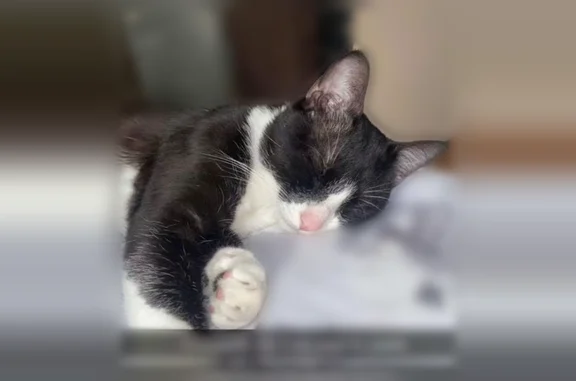 Chat perdu mâle, Rue des Lauriers, 7, Saint-Julien-Beychevelle, Paris - noir et blanc - photo