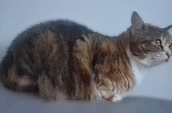 Chat perdu, Place Guy Ropartz, 9, Quimper - femelle, chatte écaille de tortue - photo