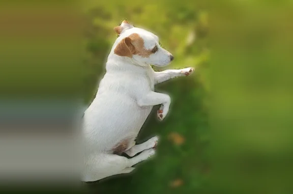 Chien perdu mâle, Place Kléber, 31, Strasbourg - blanc avec les oreilles marron clair - photo