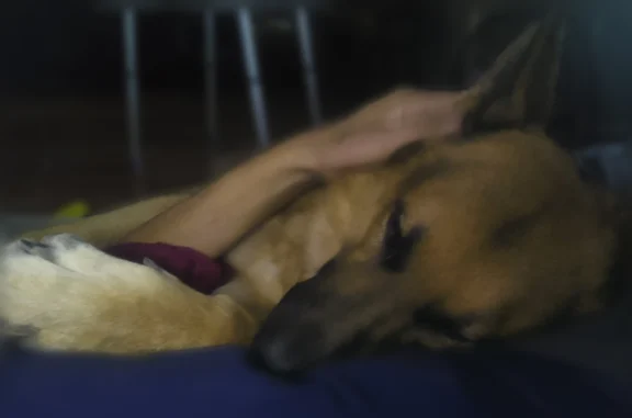 Lost dog, Pablo Kisel Boulevard, 2400, Brownsville - male German shepherd, big paws - photo