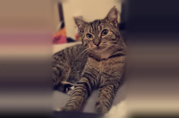 Chat perdu mâle, Rue du Buisson, 15, Château-Thierry - très câlin - photo