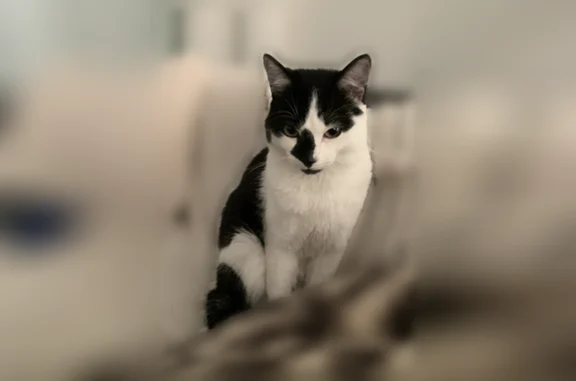 Chat perdu, mâle, Rue Patern le Brech, 3, Paris - mâle castré, tâche sur le nez - photo