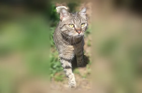 Chat perdu, Paris - femelle, tigrée sans collier - photo