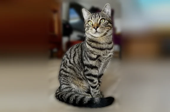 Chat perdu, Allée Léon le Berre, Rennes - femelle, tigré, petite taille - photo