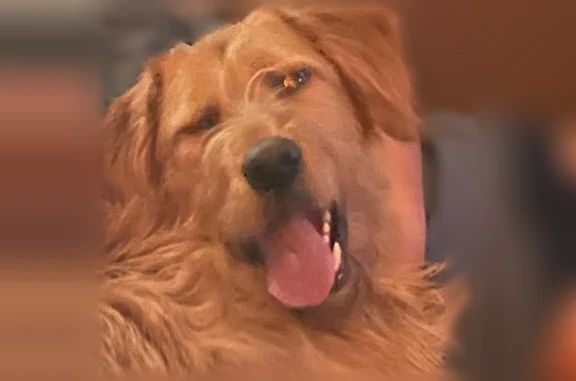 Lost and found pets Chesterfield, photo: Lost dog, Highcroft Drive, 15532, Chesterfield — golden labradoodle, timid around men