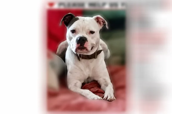 Lost dog, Tulane Drive, 4815, Baton Rouge, Mobile - male, mostly white, not neutered, under 2 years old - photo
