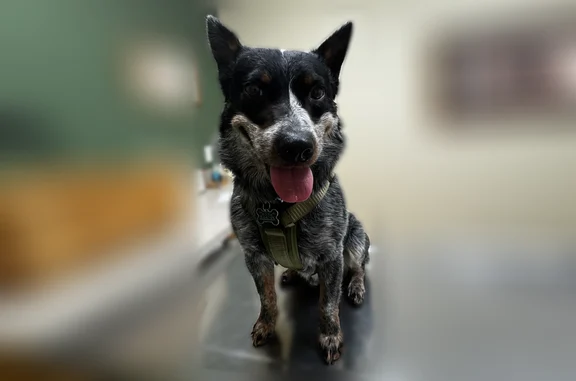 Missing dog Arlington, photo: Lost dog, Snake River Parkway, Idaho Falls, Arlington - male blue heeler mix with a cropped tail