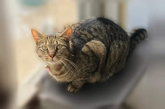 Lost cat, Walsh Avenue, 5501, East Chicago - male tabby with a pink tag - photo