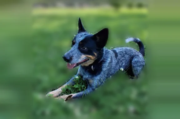 Lost and found pets Louisville, photo: Missing dog Male, Louisville (usl539064)