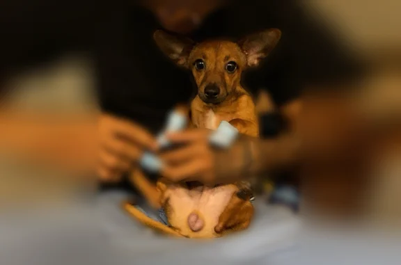 Lost dog, East Van Buren Street, 5104, Phoenix - brown, very shy - photo