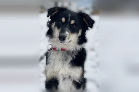 Lost dog, Beverly Way, 215, Neptune City - male - photo