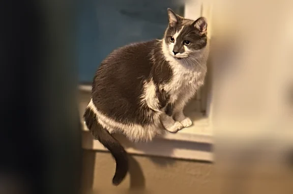 Lost cat, Pierce Street Northeast, 627, Minneapolis - male, grey and white coat - photo