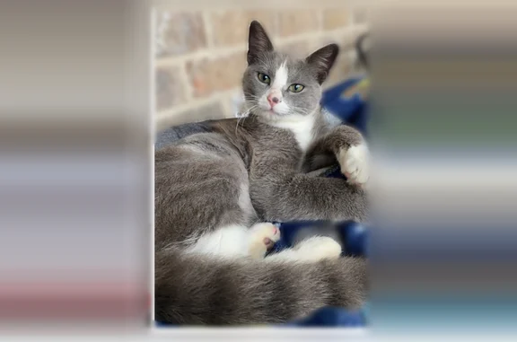 Lost cat, Foley, Alabama, Mobile - male, grey with white markings - photo