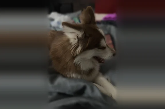 Lost dog, Gera Road, 8926, Birch Run - male - photo
