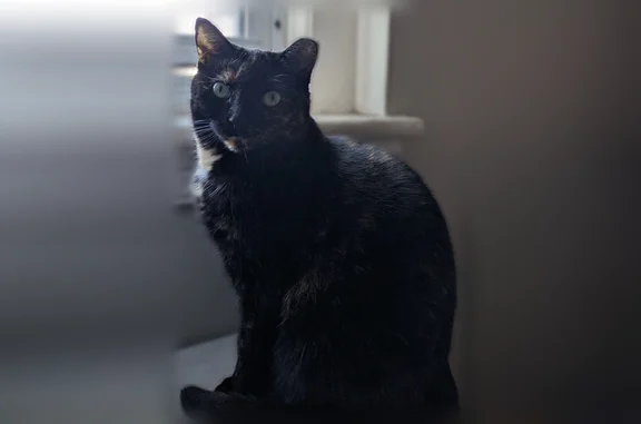 Lost cat, Hamilton, Ontario - female, tipped left ear - photo