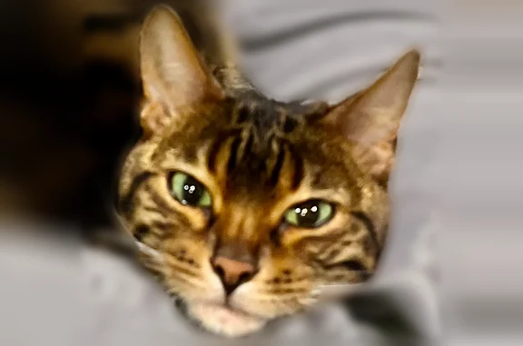 Missing cat South Jordan, photo: Lost cat, Daybreak Rim Way, South Jordan - female with rosette markings