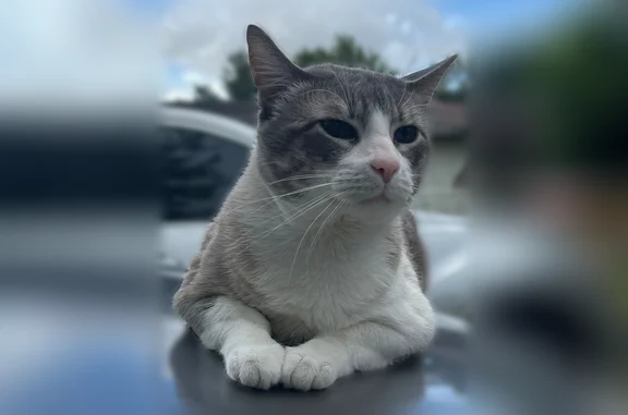 Lost cat, Canal Street, 7728, Houston - male, indoor, white and gray fur - photo