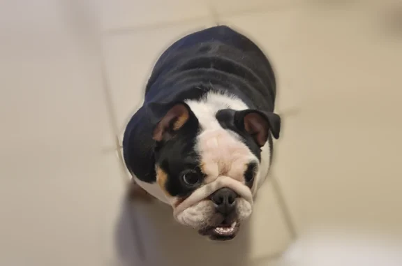 Lost dog, North Lockwood Avenue, 1215-1225, Chicago - female - photo