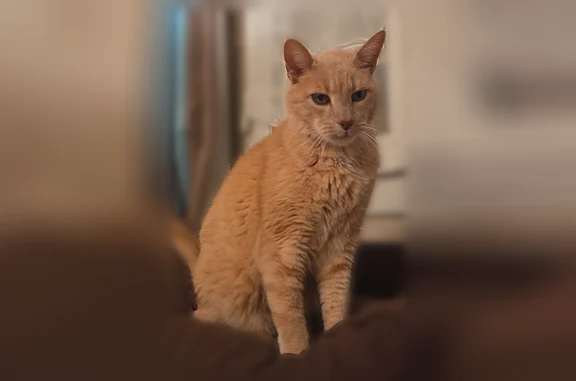 Chat perdu mâle, Rue Fernand Pelloutier, 19, Tours - bosse sur la tête - photo