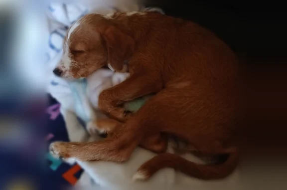 Lost dog - female, Lawrence Avenue East, Toronto, brown with white on face, neck and tip of tail - photo