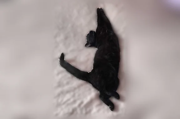 Chat perdu femelle, Rue de Tours, 15, Bischheim, Paris - assez craintive - photo