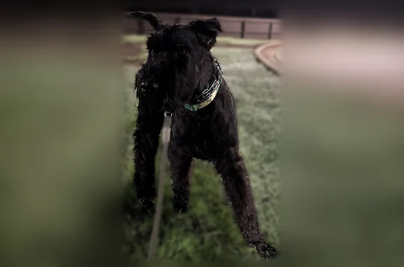 Lost dog, Frontage Road, Huntsville — female Giant Schnauzer, solid black, clipped tail, pointy ears - photo