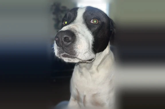 Lost dog, male, Northshore Drive, 2503, Benton, Arlington - very dark brown, blue harness - photo