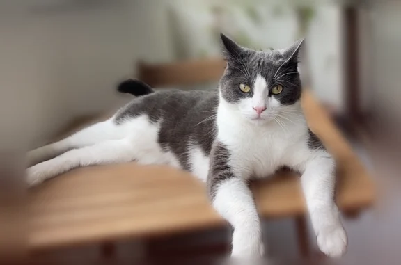Animaux perdus Bordeaux, photo: Chat perdu mâle, Avenue Léon Blum, Le Bouscat, Bordeaux - tache noire sur un coussinet