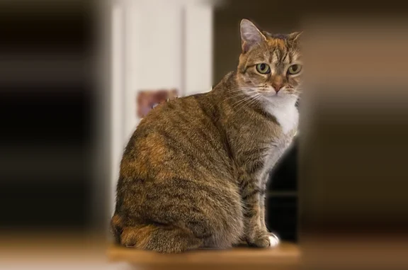 Chat perdu, Houilles, photo: Chat perdu, femelle, Rue Joseph Douard, 14BIS, Houilles - tigrée marron et blanche