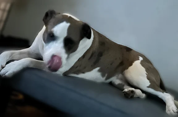 Lost dog, Northshore Drive, 2503, Benton, Arlington - female pitbull Catahoula mix - photo