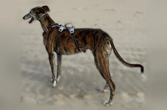 Perdu chien femelle, Avenue Léon Jouhaux, 78, Gravelines - très craintive, bringée noire - photo