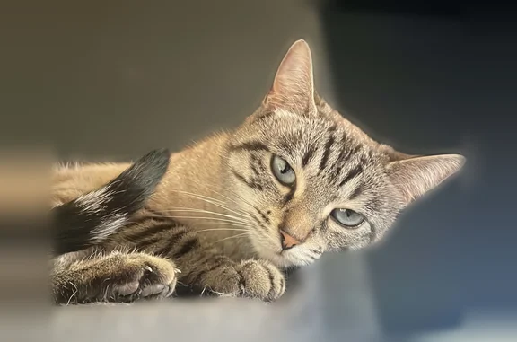 Chat perdu femelle, Sugères, Montaigut - yeux bleus clairs - photo