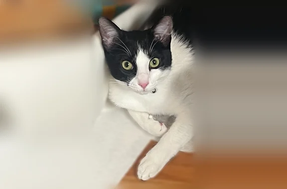 Lost cat, 42nd Avenue Northeast, 7029, Seattle - male, friendly black and white cat - photo