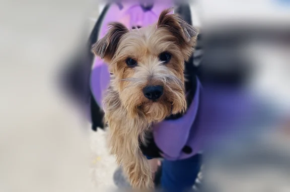 Lost dog, Southwest 62nd Street, 301, Oklahoma City - microchipped - photo