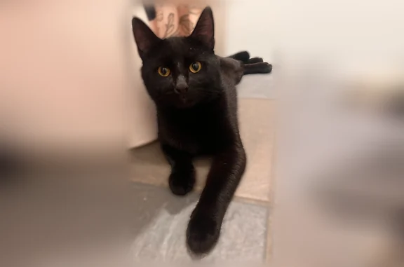 Lost and found pets Atlanta, photo: Found cat, Stonington Drive Northeast, Sandy Springs, Atlanta — very friendly male cat