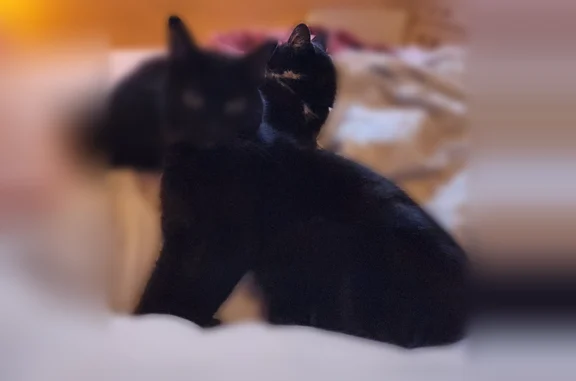 Animaux perdus Paris, photo: Perdu chat femelle, Rue de Carcassonne, 24, Toulouse - noir sans queue