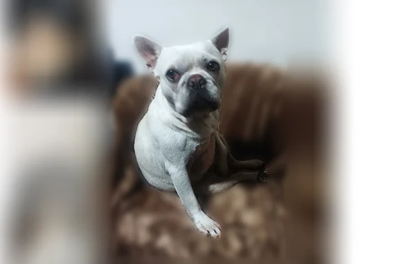 Lost dog, Southern Avenue, 4900, South Gate, Arlington - male French bulldog with a chip - photo