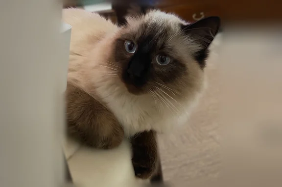 Chat disparu Garçon, Paris (fl594506) - photo