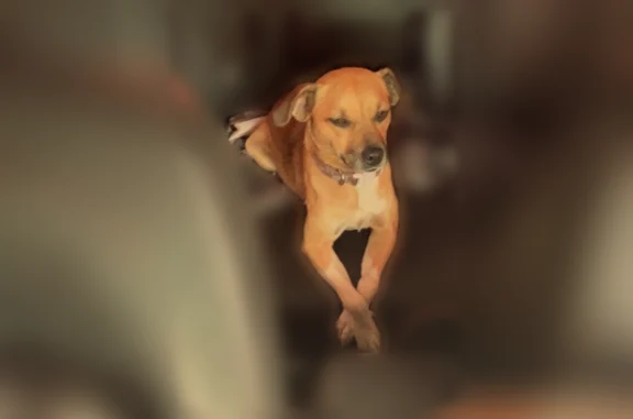 Lost dog - female, Independence Avenue, Akron, Columbus - white chest, pink harness - photo