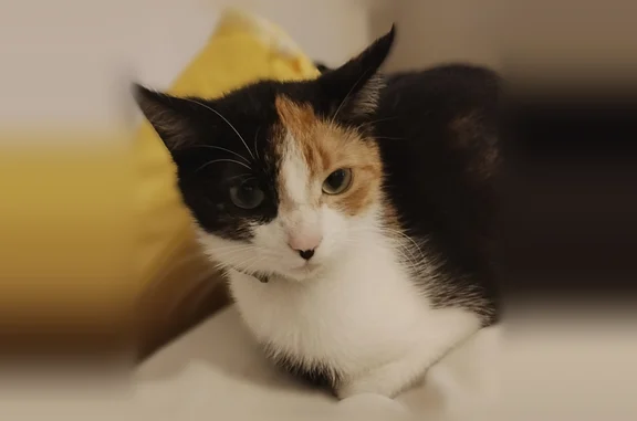 Chat perdu femelle, Le Resto, 27, Buléon, Rennes - collier anti-puce Seresto - photo