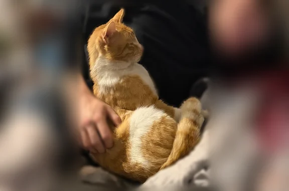 Chat perdu, mâle, Montmorillon - très affectueux - photo