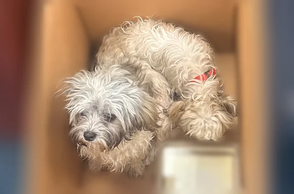 Lost and found pets Lubbock, photo: Found dog, Irving, Texas, Lubbock - 3 dogs together